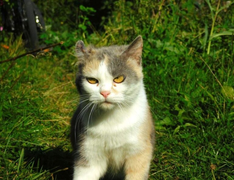 emblem listings flpsymbolcity