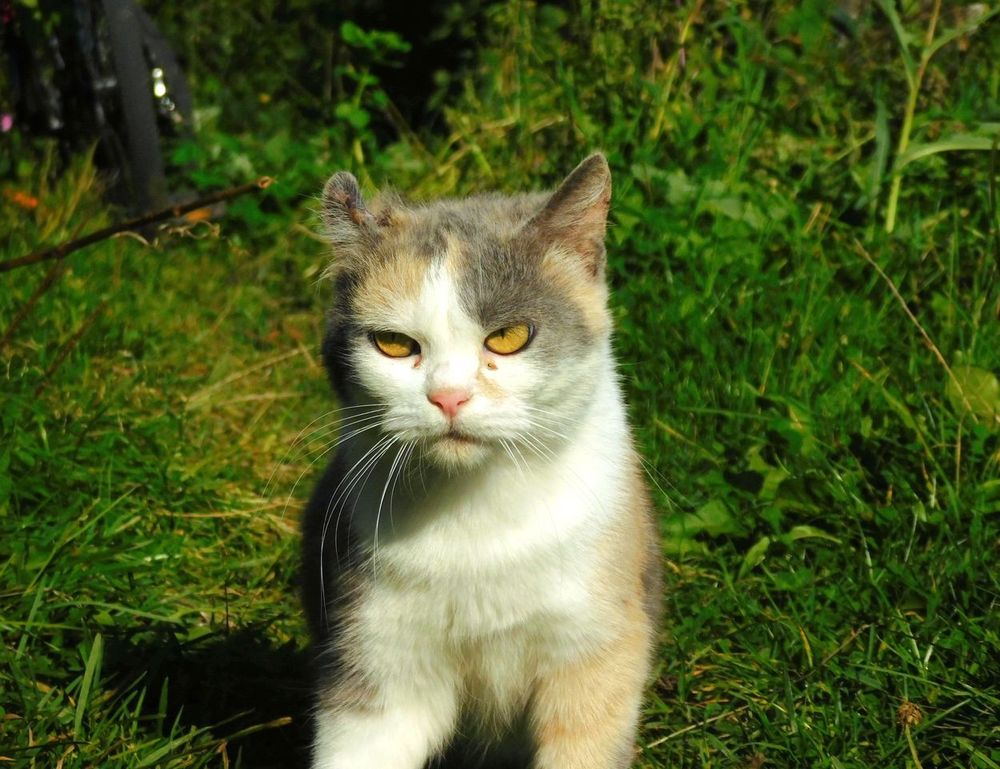 emblem listings flpsymbolcity