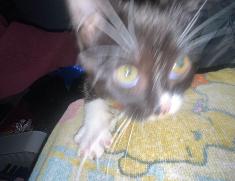 fix code susbluezilla