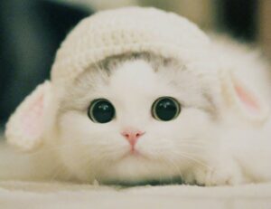 how can shotscribus software be protected