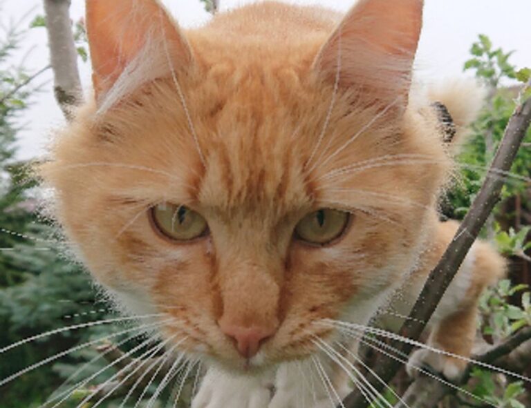 how detailed should a logo be flpsymbolcity