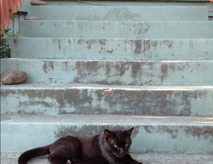 is kayudapu rich in iron