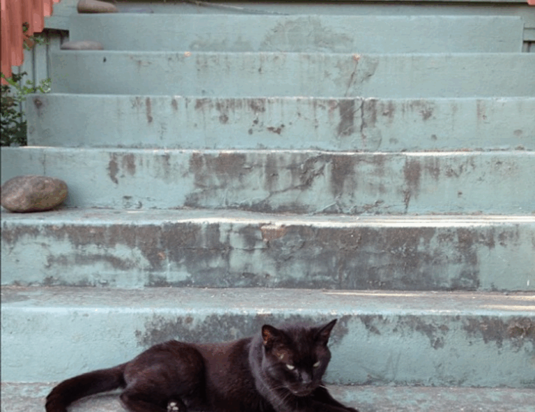 is kayudapu rich in iron