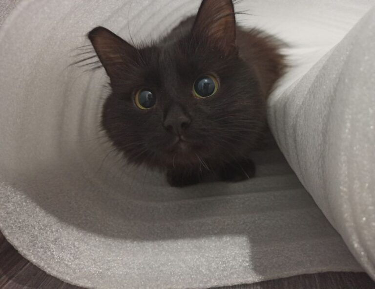 laptop with eye tracking cameras fntkech