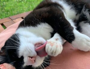 mopfell78 version 2024