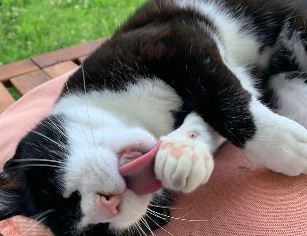 mopfell78 version 2024