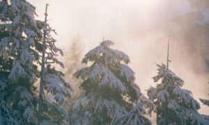 new software name 8tshare6a