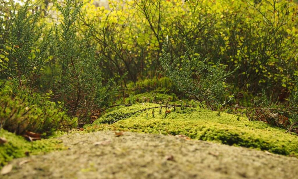 new technology roartechmental