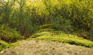 new technology roartechmental