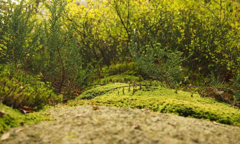 new technology roartechmental