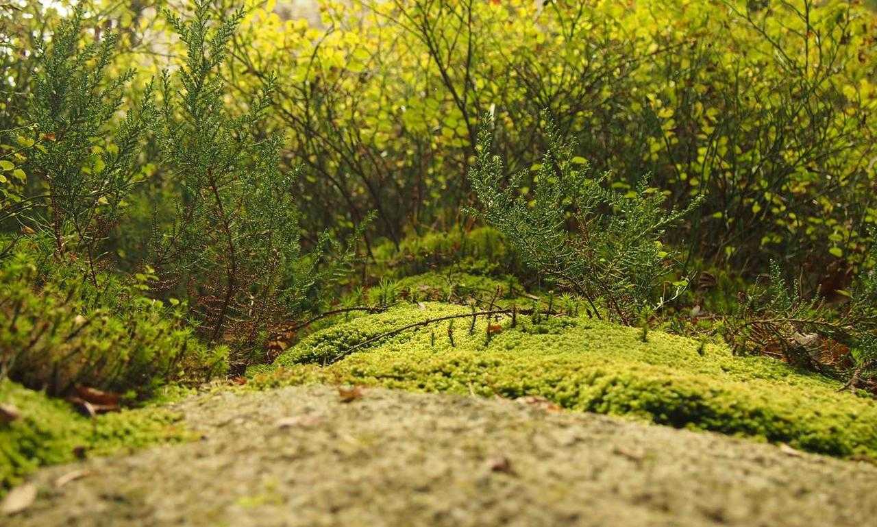 new technology roartechmental