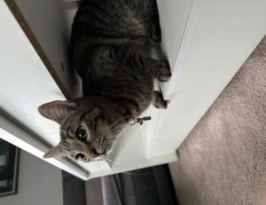 new technology roartechmental