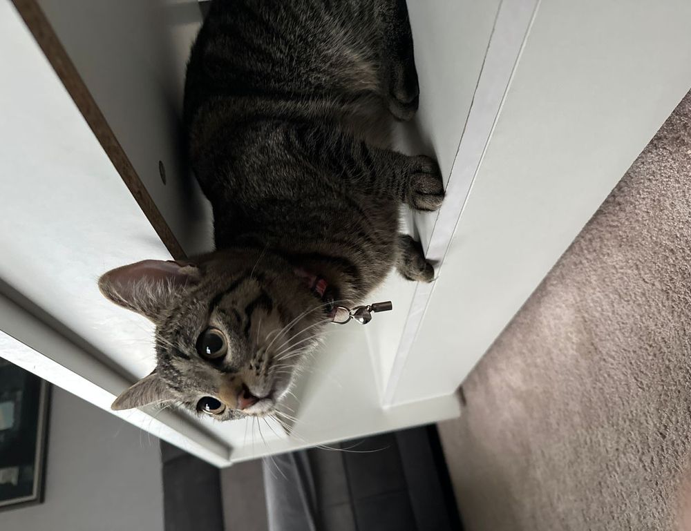 new technology roartechmental