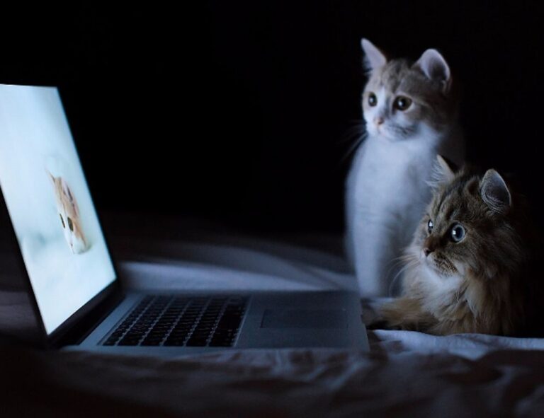 roartechmental programming advisor from riproar