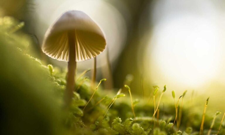 roartechmental tech infoguide by riproar