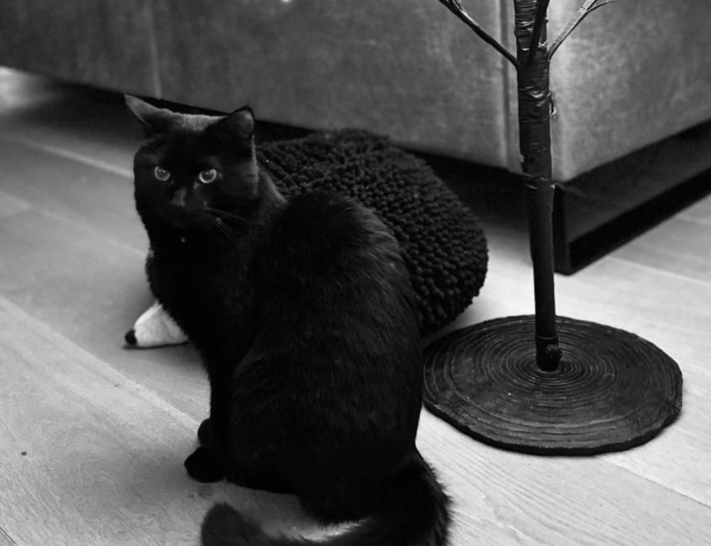 software advice wbsoftwarement