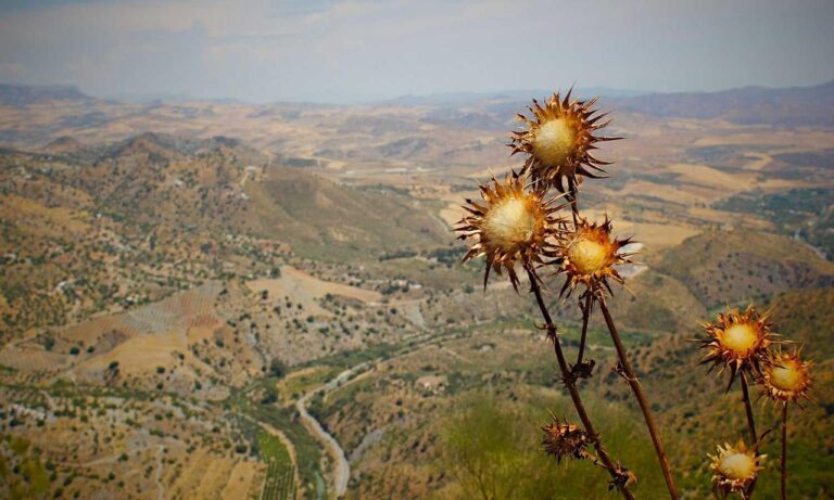 software automation wbsoftwarement