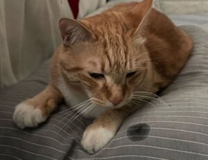 software gfxpixelment