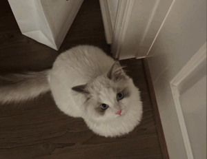 top tech news scookietech