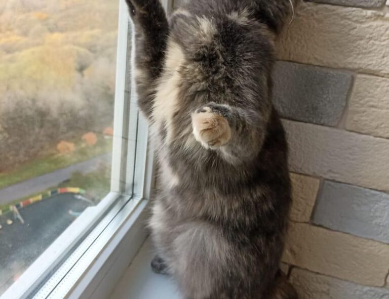 wbsoftwarement software guide by wealthybyte