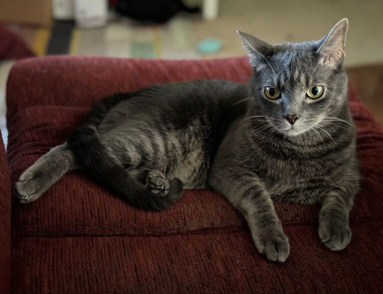 what is 8tshare6a python