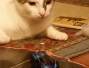 what is a tech guide roartechmental