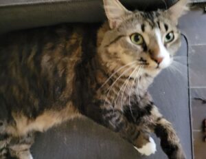 what new tech is coming out scookietech