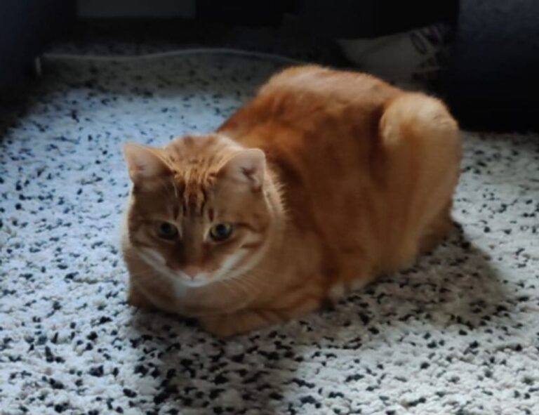 which news app is the best scookietech