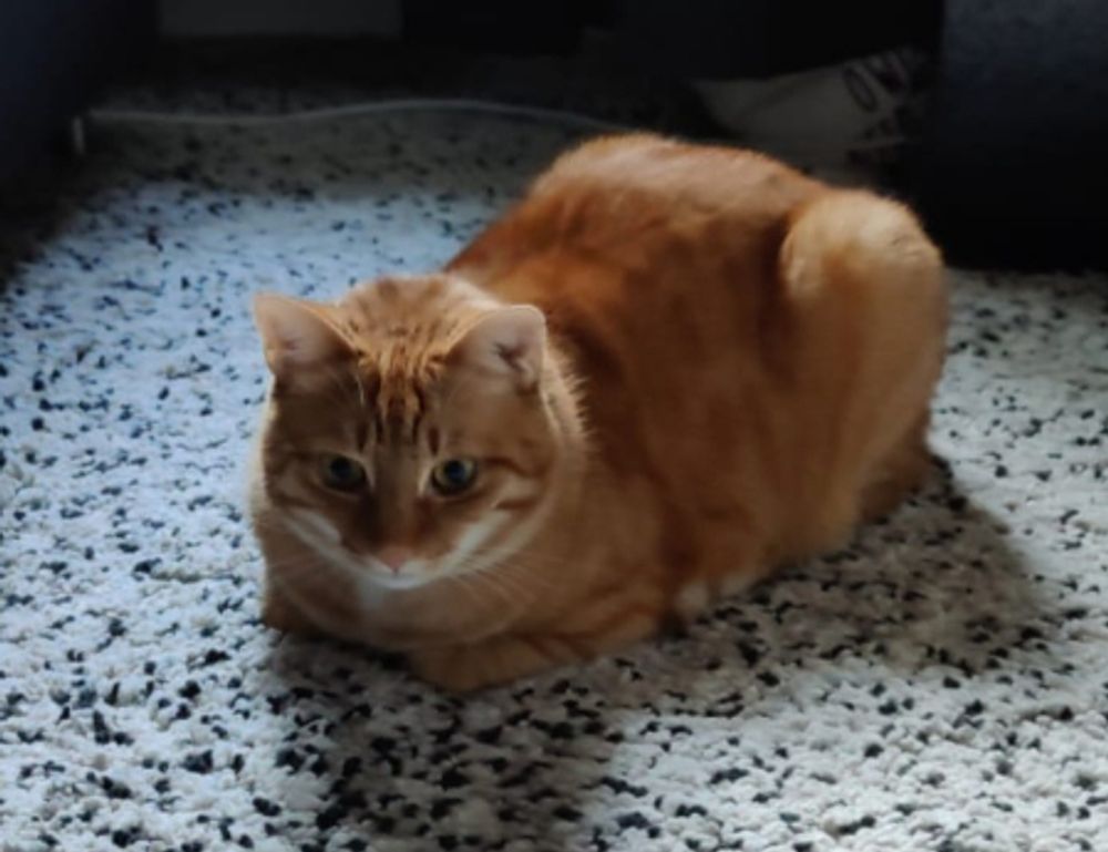 which news app is the best scookietech