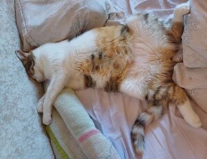 which tech jobs are in demand jotechgeeks