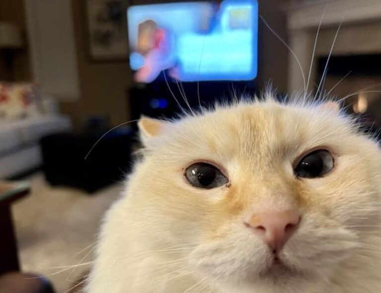 why biszoxtall software is needed