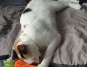 why eawodiz mountain is covered with snow