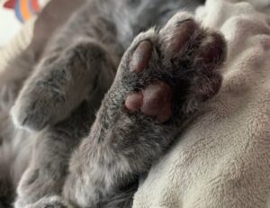 why is biszoxtall software free