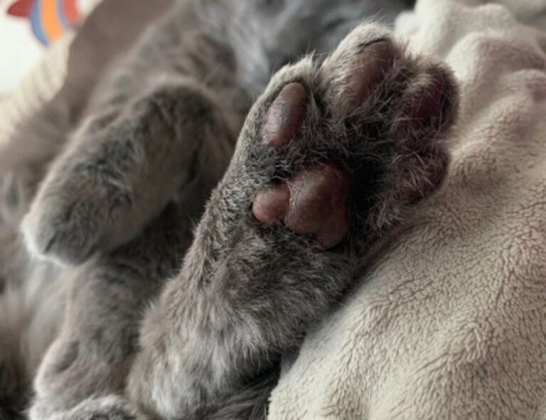 why is biszoxtall software free