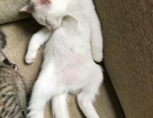 why technology should be used in the classroom roartechmental