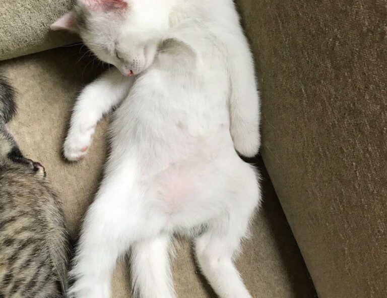 why technology should be used in the classroom roartechmental