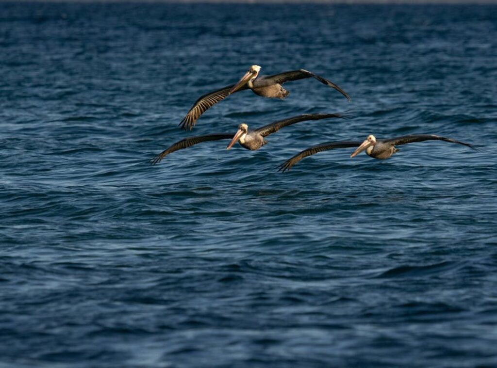 cobrando ando imagen